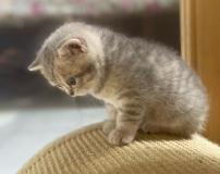 Scottish Fold ScottishFold-62b82a3801a8c.jpg