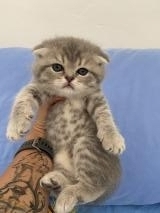 Scottish Fold ScottishFold.jpg