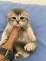 Scottish Fold ScottishFold1.jpg