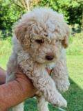 Lagotto romagnolo Lagottoromagnolo-629f1d26e21f2.jpg