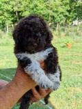 Lagotto romagnolo Lagottoromagnolo-629f1d2f33668.jpg