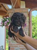 Lagotto romagnolo Lagottoromagnolo-629f1d35c2c80.jpg