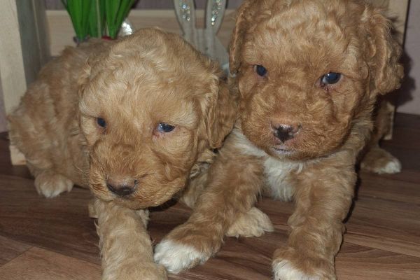 Maltipoo cuccioli maltipoocuccioli.jpg