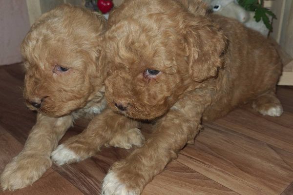 Maltipoo cuccioli maltipoocuccioli12.jpg