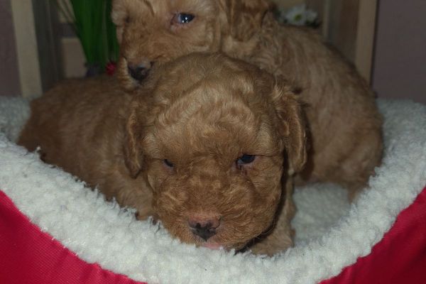 Maltipoo cuccioli maltipoocuccioli123.jpg