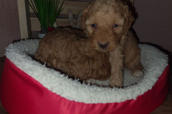 Maltipoo cuccioli maltipoocuccioli1234.jpg