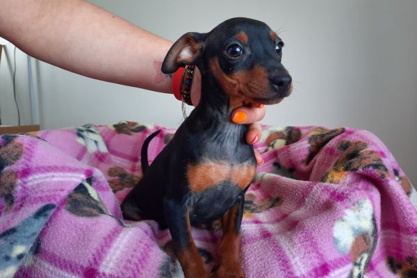 Pinscher Nani Cuccioli pinschernanicuccioli.jpg