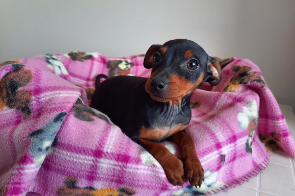 Pinscher Nani Cuccioli pinschernanicuccioli12.jpg