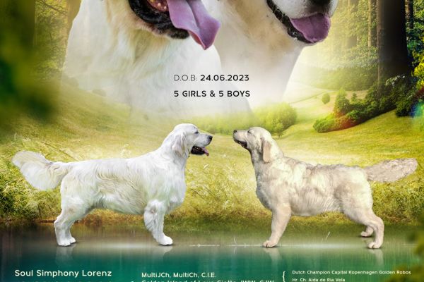 Golden retriever cuccioli goldenretrievercuccioli.jpg