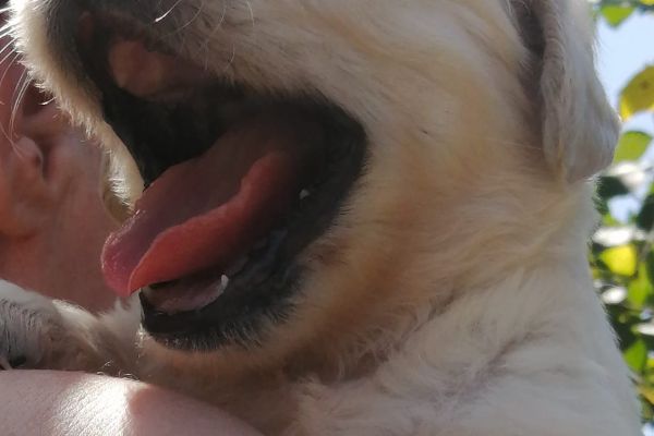 Golden retriever cuccioli goldenretrievercuccioli1.jpg
