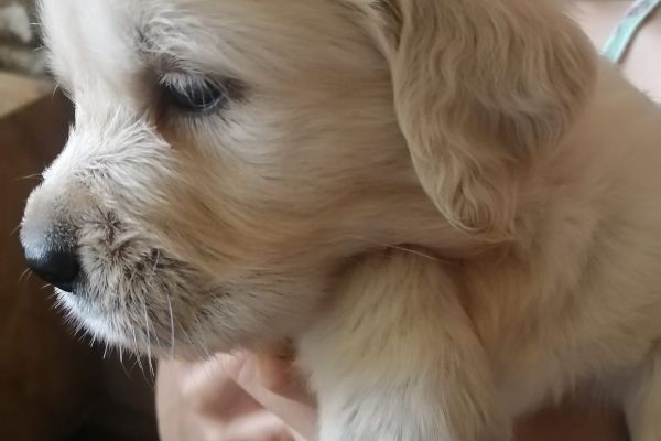 Golden retriever cuccioli goldenretrievercuccioli123.jpg