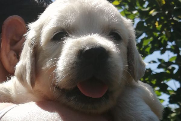 Golden retriever cuccioli goldenretrievercuccioli1234.jpg