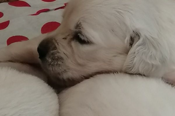 Golden retriever cuccioli goldenretrievercuccioli12345.jpg
