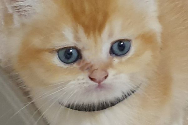Cuccioli British golden con pedigree cucciolibritishgoldenconpedigr.jpg