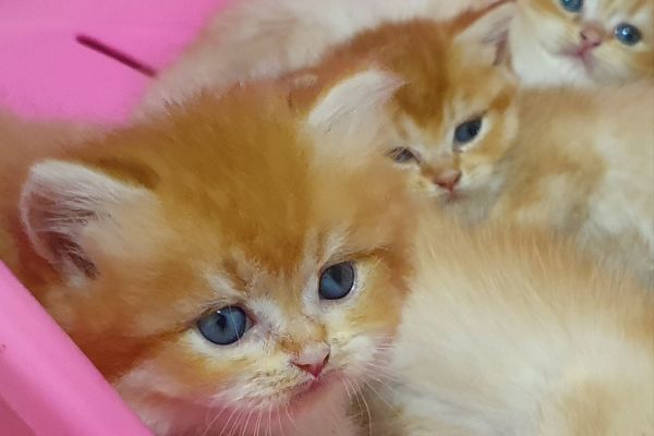 Cuccioli British golden con pedigree cucciolibritishgoldenconpedigr1.jpg
