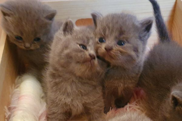 British shorthair cuccioli britishshorthaircuccioli.jpg