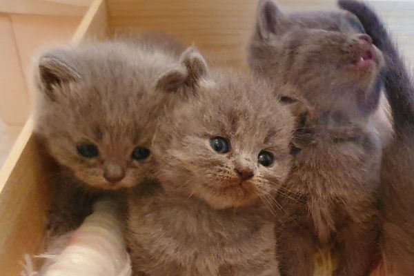 British shorthair cuccioli britishshorthaircuccioli1.jpg