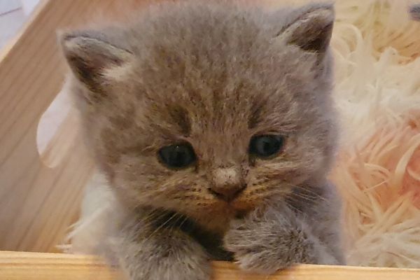 British shorthair cuccioli britishshorthaircuccioli12.jpg