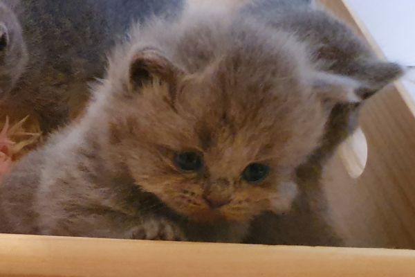 British shorthair cuccioli britishshorthaircuccioli123.jpg
