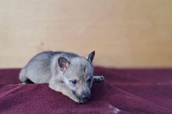 Cane Lupo Cecoslovacco cuccioli canelupocecoslovaccocuccioli123.jpg