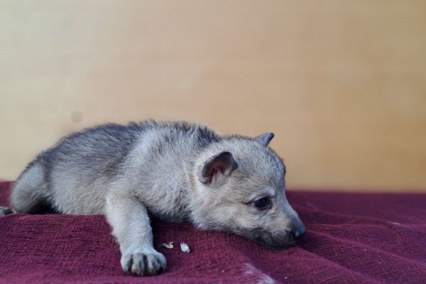 Cane Lupo Cecoslovacco cuccioli canelupocecoslovaccocuccioli1234.jpg