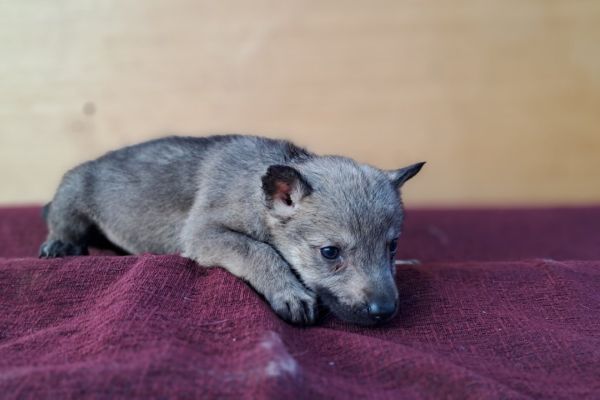 Cane Lupo Cecoslovacco cuccioli canelupocecoslovaccocuccioli12345.jpg