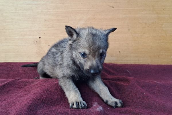 Cane Lupo Cecoslovacco cuccioli canelupocecoslovaccocuccioli123456.jpg