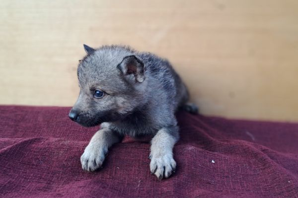 Cane Lupo Cecoslovacco cuccioli canelupocecoslovaccocuccioli1234567.jpg