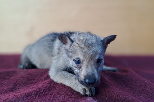 Cane Lupo Cecoslovacco cuccioli canelupocecoslovaccocuccioli12345678.jpg