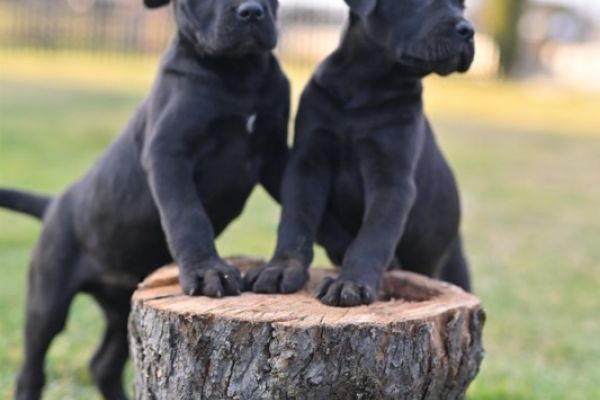 Cane Corso cuccioli canecorsocuccioli.jpg