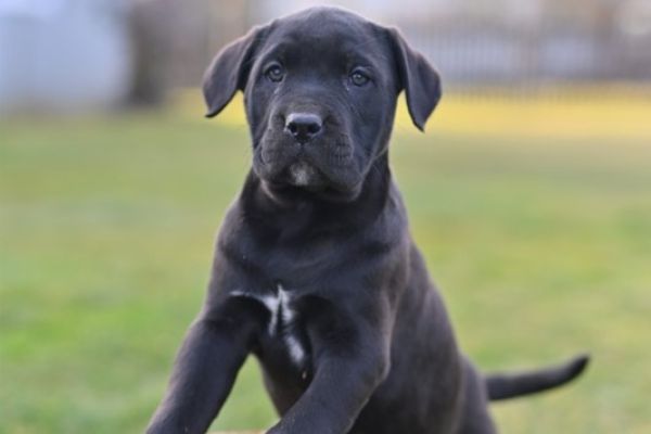 Cane Corso cuccioli canecorsocuccioli1.jpg