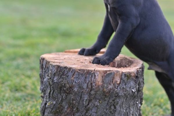 Cane Corso cuccioli canecorsocuccioli12.jpg