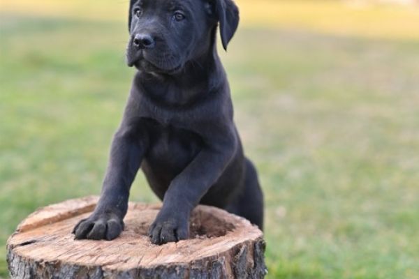 Cane Corso cuccioli canecorsocuccioli1234.jpg