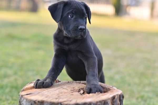 Cane Corso cuccioli canecorsocuccioli123456.jpg