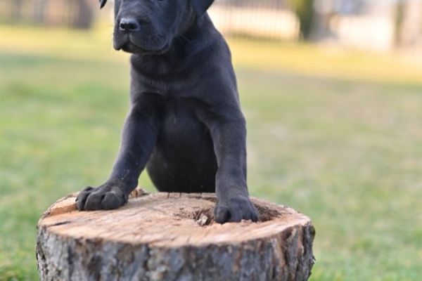 Cane Corso cuccioli canecorsocuccioli1234567.jpg