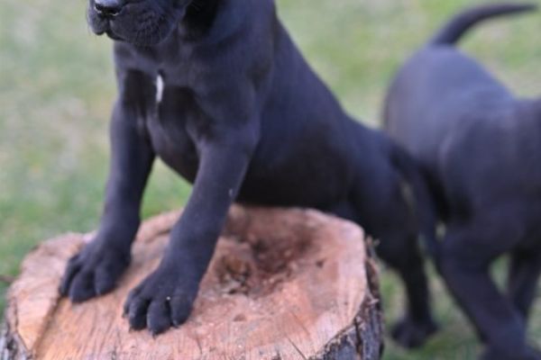Cane Corso cuccioli canecorsocuccioli123456789.jpg
