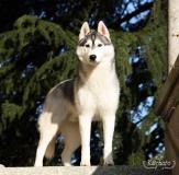 Cuccioli Siberian Husky CuccioliSiberianHusky1.jpg