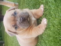 allevamento vende cuccioli di american bully allevamentovendecucciolidiamericanbully.jpg