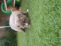 allevamento vende cuccioli di american bully allevamentovendecucciolidiamericanbully1.jpg