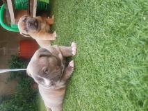 allevamento vende cuccioli di american bully allevamentovendecucciolidiamericanbully12.jpg