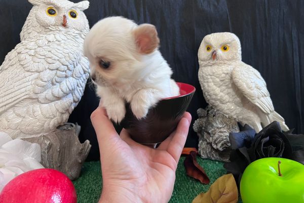 Chihuahua dimensione  tea cup bianco chihuahuadimensioneteacupbianc.jpg