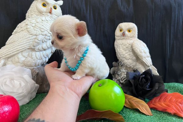Chihuahua dimensione  tea cup bianco chihuahuadimensioneteacupbianc1.jpg