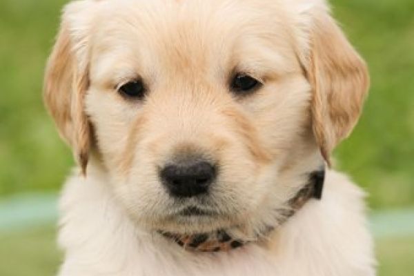 cuccioli di golden retriever cucciolidigoldenretriever.jpg