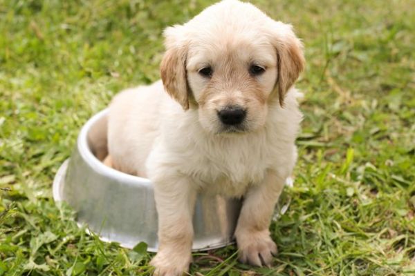 cuccioli di golden retriever cucciolidigoldenretriever12.jpg