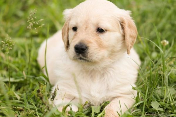 cuccioli di golden retriever cucciolidigoldenretriever123.jpg
