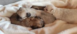 Stupendi cuccioli di Chihuahua StupendicucciolidiChihuahua-61fbb40e4143f.jpg