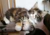 Cuccioli di gatto Maine Coon con pedigree 453079a.jpg