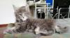 Cuccioli di gatto Maine Coon con pedigree 453079b.jpg