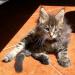 Cuccioli di gatto Maine Coon con pedigree 453079c.jpg