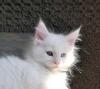 Cuccioli di gatto Maine Coon con pedigree 453079e.jpg